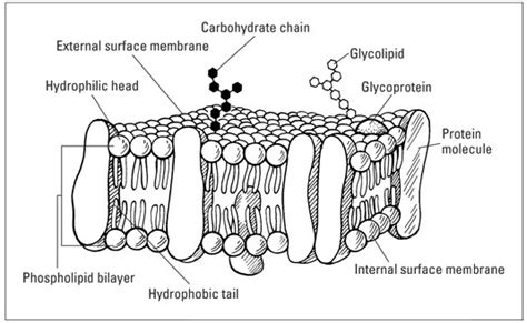 TSS-Connected: โครงสร้างและองค์ประกอบของเซลล์ (Cell Structure and ...