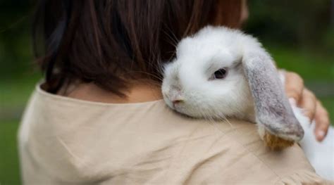 Order Lagomorpha: Species, Characteristics and their Economic ...