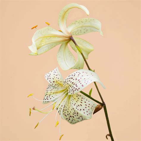 Asiatic White Tiger Lily- 3 bulbs