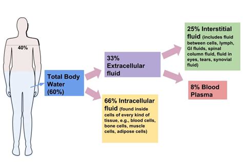 Water distribution in the human body?