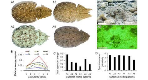 Diverse mottle body patterns of cuttlefish (Sepia officinalis).... | Download Scientific Diagram