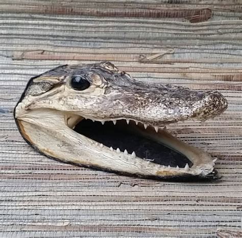 Alligator Head Taxidermy