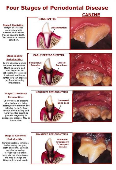 Four Stages of Periodontal Disease - Have your pet's mouth checked by a ...