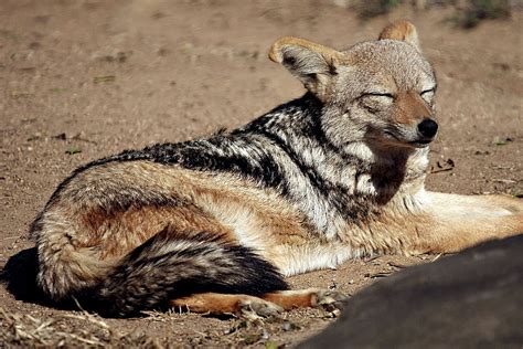 Side-striped Jackal | Project Noah