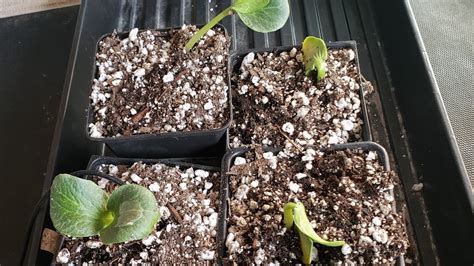 Practicing Giant Pumpkin Seed Germination - YouTube