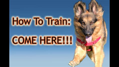 How To Train Your Dog: "Come Here!" PERFECTLY!!! - YouTube