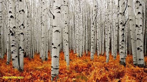 Unique aspen Tree Wallpaper https://klikhomedesign.com/unique-aspen ...