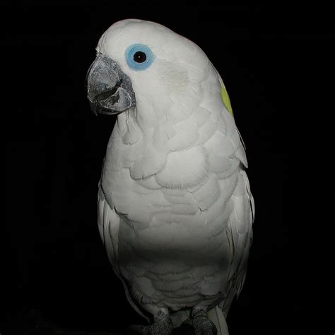 The Blue-eyed Cockatoo, Cacatua ophthalmica, named by Sclater in 1864 ...