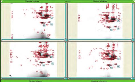 Spot detection. Spots from the 2-DE arrayed samples representing ...