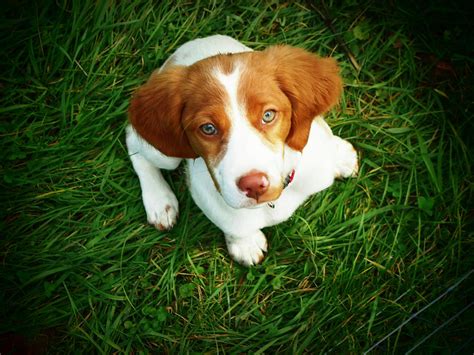 Brittany Spaniel Puppy Photograph by Meredith Winn Photography