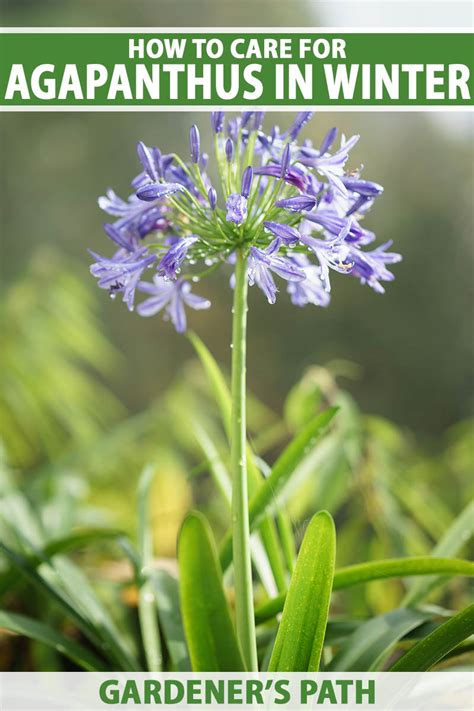 How to Care for Agapanthus Plants in Winter | Gardener’s Path