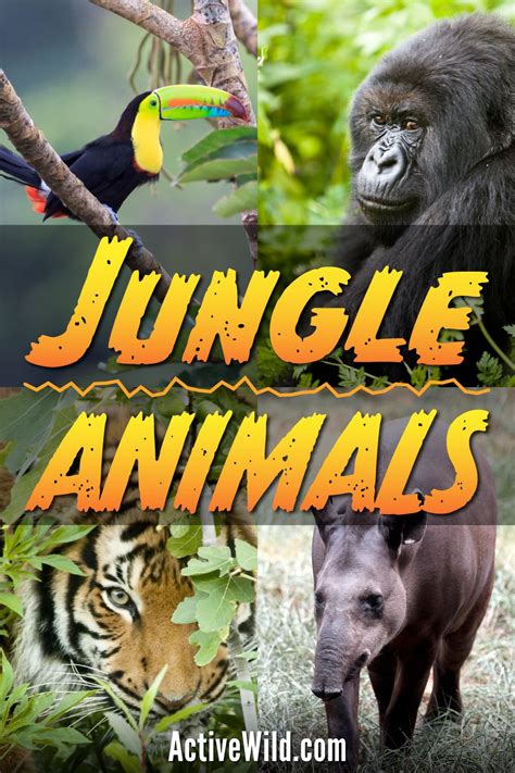 Jungle Animals List With Pictures & Facts: Animals That Live In Jungles in 2021 | Jungle animals ...