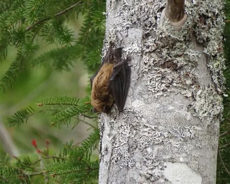 Big Brown Bat - Facts, Diet, Habitat & Pictures on Animalia.bio