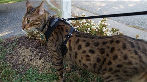 Large cat walking on a leash - YouTube