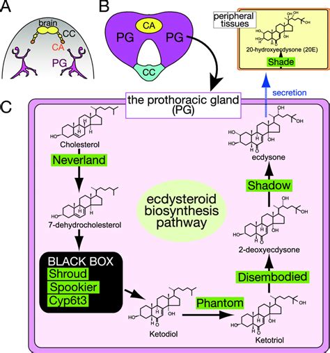 The ecdysteroid biosynthesis pathway in the prothoracic gland. (A and ...