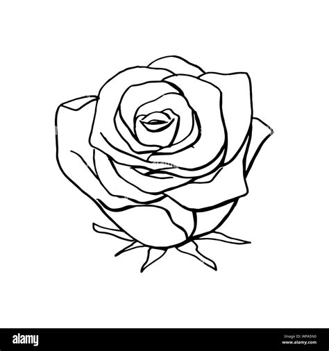 Rose Drawing Designs