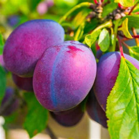 Methley Plum Tree | Methley Plum Tree for Sale — PlantingTree