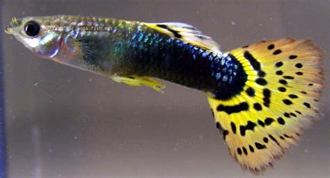 A guide on caring for Guppies with focus on shapes and patterns