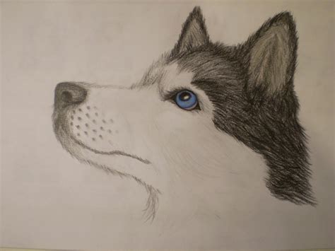 Siberian Husky by MustaVuona on DeviantArt