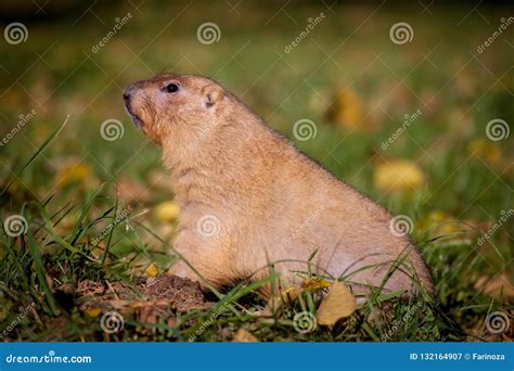 The Bobak or Steppe Marmot in Autumn Park Stock Image - Image of orange ...