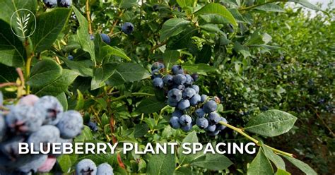 Blueberry plant spacing 🌱 ↔️ 🌱 Getting the distance right for fruitful ...