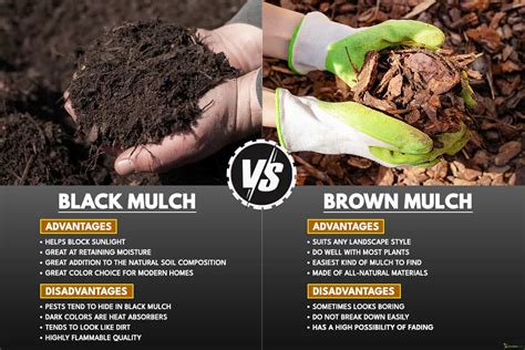 Black Mulch Vs. Brown Mulch Pros & Cons: Which Is Better?