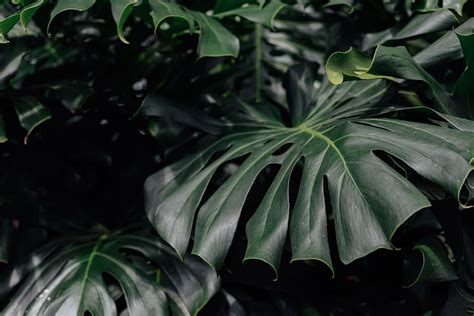 HD wallpaper: green leafed plant, flower, blossom, united states ...