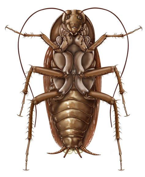 American Cockroach- Ventral aspect | Scientific drawing, Antique ...