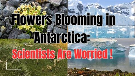 Flowers in Antarctica #climatechange - YouTube