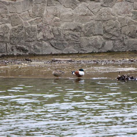 Duck Migration - Bird Watching Academy