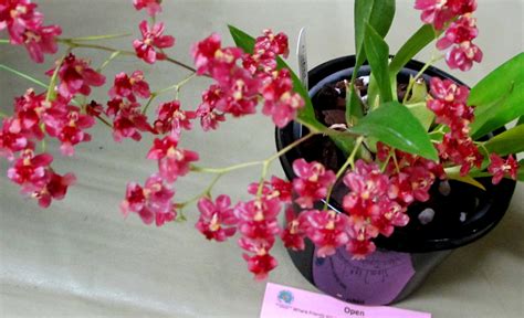 Oncidium Twinkle ‘Red Fantasy’ | Southern Suburbs Orchid Society Inc.