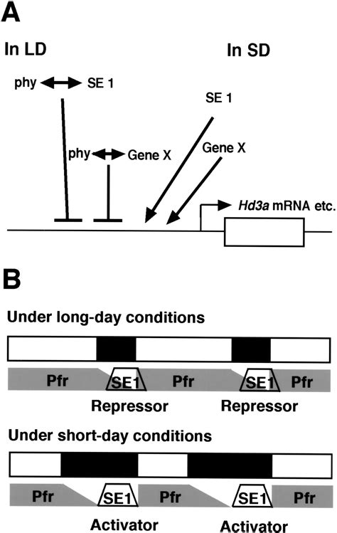 Phytochrome mediates the external light signal to repress FT orthologs ...