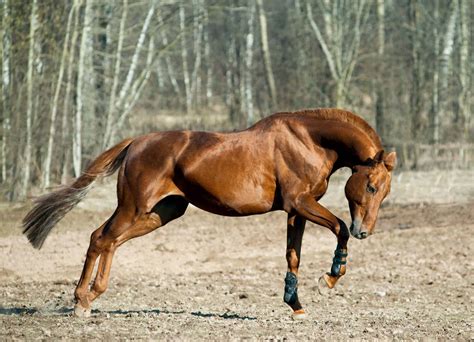 All About The Chestnut Horse