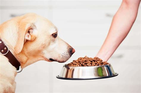 Is Kibble Really Bad for Dogs? The Pros and Cons - Pet Spruce