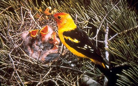 western tanager nest - Google Search | Bird sightings, Birds, Bird species