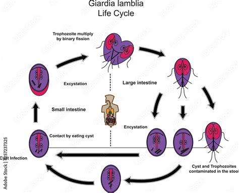 ภาพประกอบสต็อก Giardia lamblia.Medical Parasitology.Parasitic microscope. ภาพ | Adobe Stock