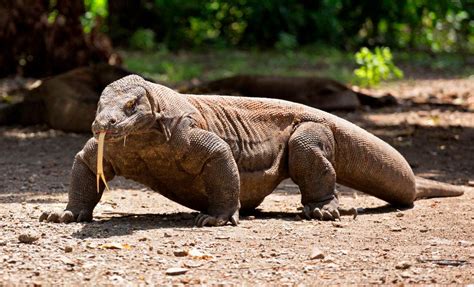 El dragón de Komodo, el mayor lagarto del planeta, “en peligro” de ...