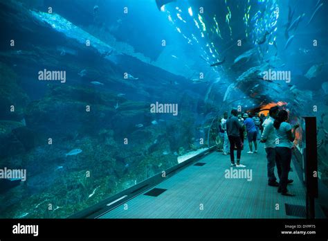 Dubai Aquarium tunnel at Dubai Mall in Dubai Business Bay, UAE Stock ...