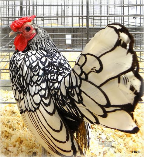 1000+ images about Chicken Breeds on Pinterest | Chicken breeds, Chicken and Homesteads