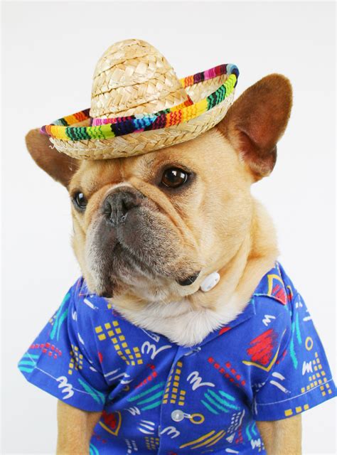 Sombrero Dog Hat - Club Huey