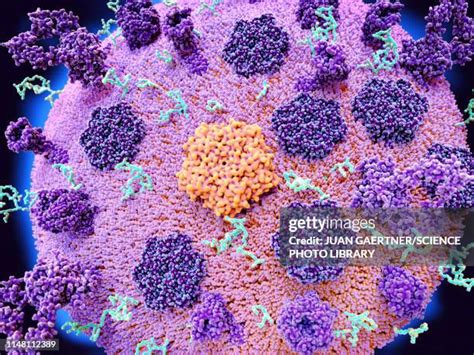 Membrane Receptors Photos and Premium High Res Pictures - Getty Images