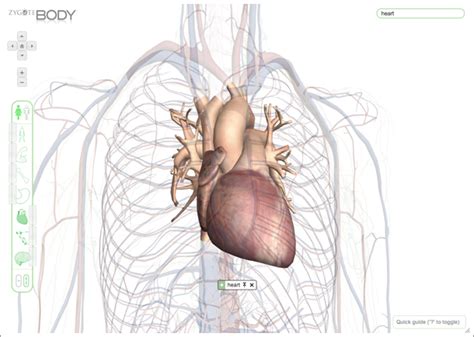 Google Body becomes Zygote Body; built on open source 3D viewer | Google Open Source Blog