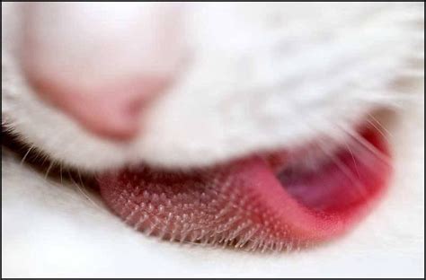 Close-up of a cat’s tongue » BagOfNothing.com