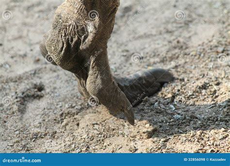 Emu Foot stock photo. Image of skin, lizard, toes, native - 32856098