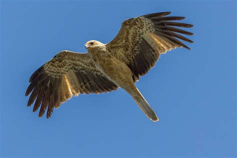 Whistling Kite in Australia 25924055 Stock Photo at Vecteezy