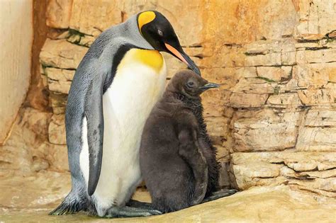 Adoring Penguin Parents Show Off New Chick