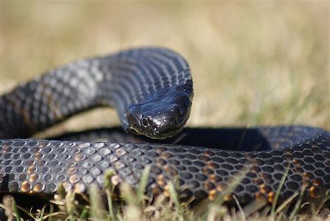 "Tasmanian Tiger Snake Flat out" Posters by Thow's Photography | Redbubble