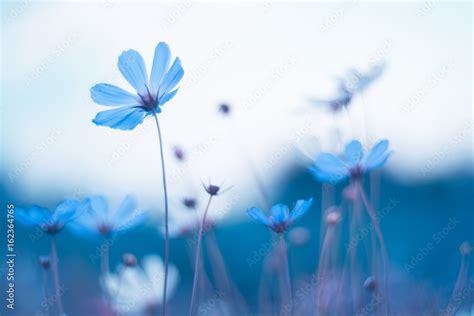 Delicate blue flowers. Blue cosmos with beautiful toning. Artistic image of flowers. Stock Photo ...