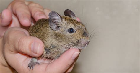 5 Unusual Pet Rodents You May Not Know About