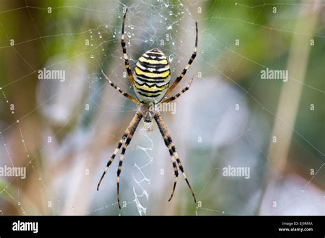 Wasp spider Stock Photo - Alamy